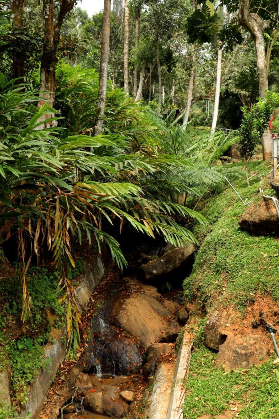 Garden Of Eden-Thottam Munnar-Hiking And Camping Anachal エクステリア 写真